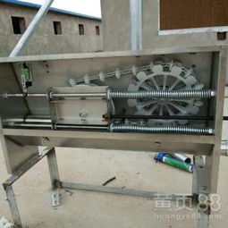 豬場自動(dòng)化料線 養(yǎng)豬設(shè)備升級，邁向高效精準(zhǔn)飼養(yǎng)新時(shí)代